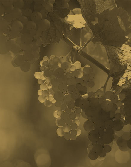 Weinreben mit reifen Frchten